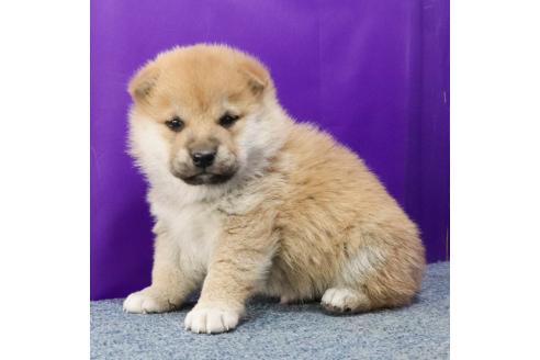 成約済の愛知県の柴犬-372905の2枚目